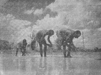 Half naked, bent over, up to their ankles in the water, that’s how one works in the Indian rice fields.